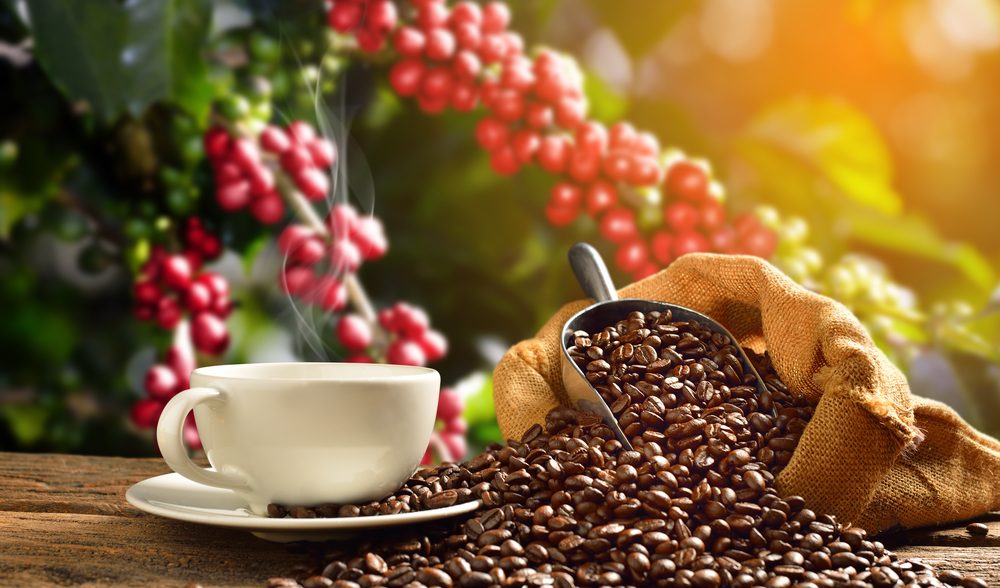 Trưởng phòng Kinh doanh và phát triển thị trường cà phê
