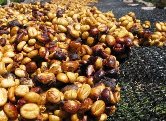 Phương pháp chế biến bán ướt