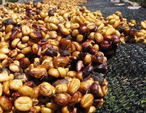 Phương pháp chế biến bán ướt