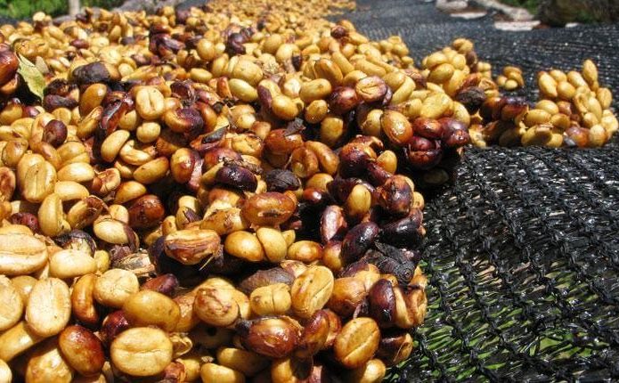 Phương pháp chế biến bán ướt