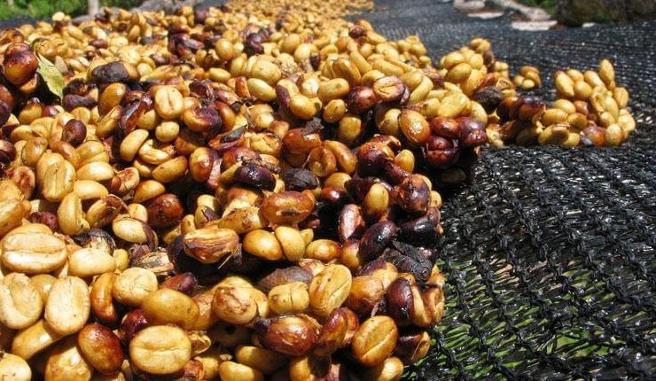Phương pháp chế biến bán ướt