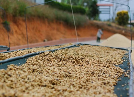 Quy trình chế biến bán ướt