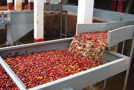 Quy trình chế biến ướt