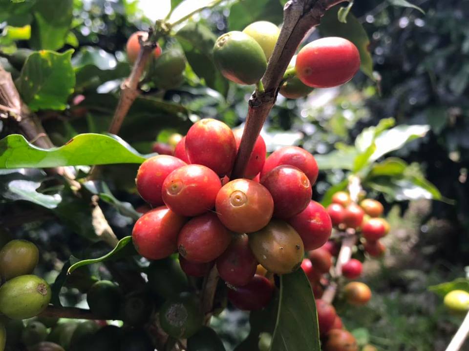 Cà phê Việt