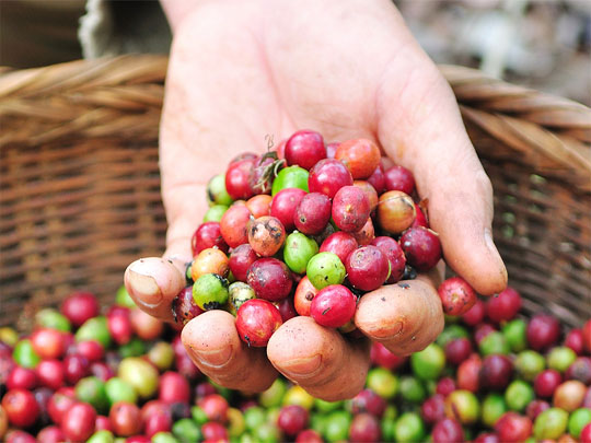 Cà phê nguyên chất