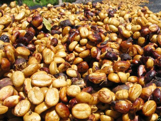 Phương pháp chế biến cà phê bán ướt